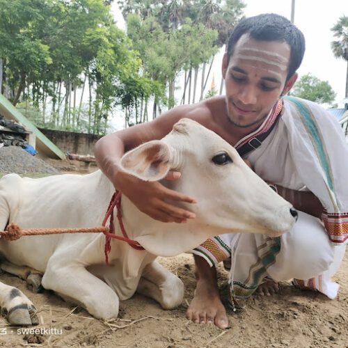 Adopt a Cow for One Month