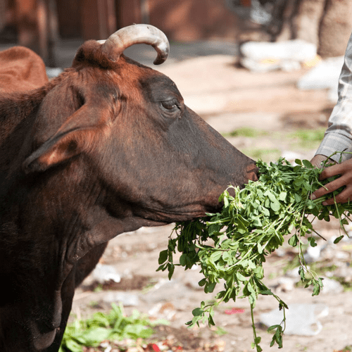 Feed a Cow