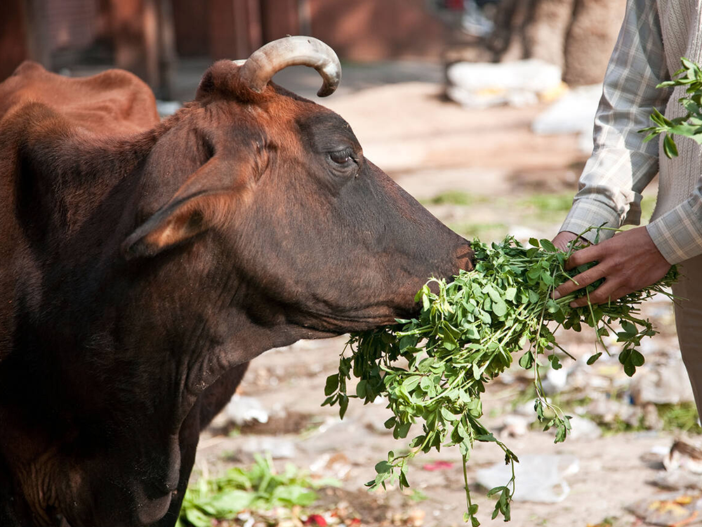 Feed a Cow